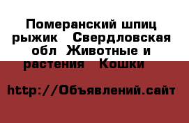 Померанский шпиц рыжик - Свердловская обл. Животные и растения » Кошки   